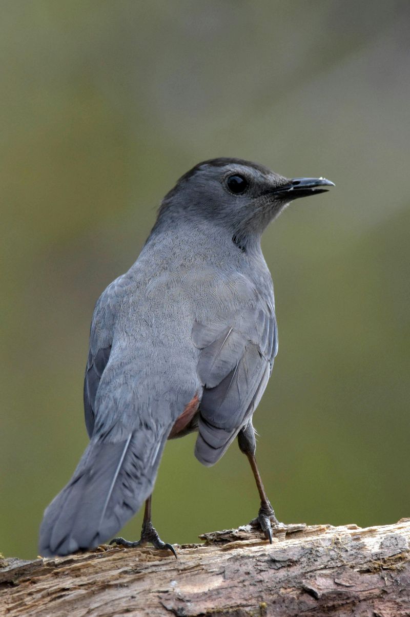 Gray Catbird