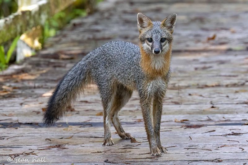 Gray Fox