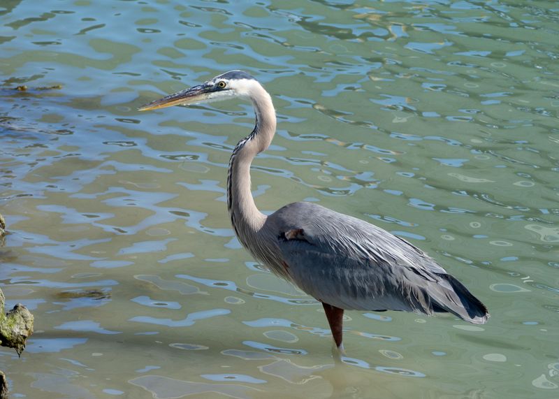 Gray Heron