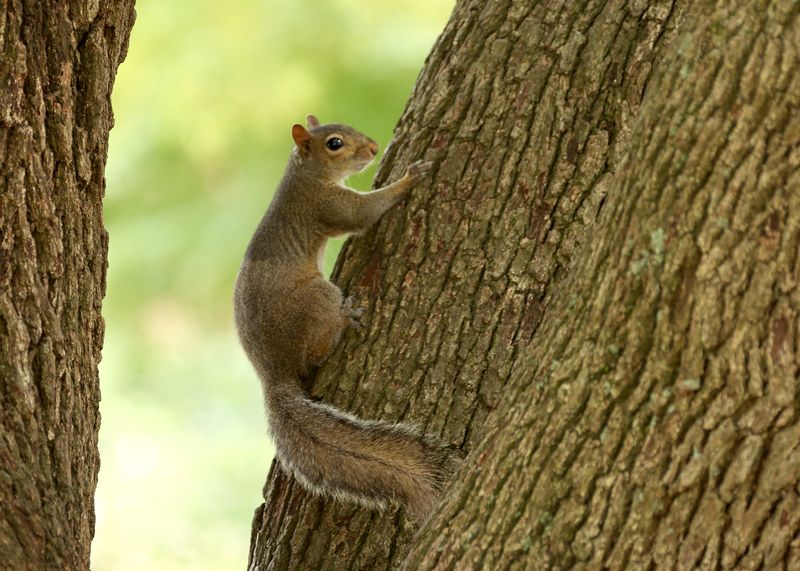 Gray Squirrel