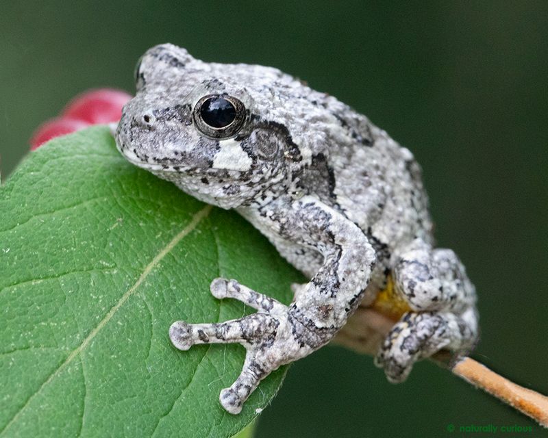 Gray Tree Frog