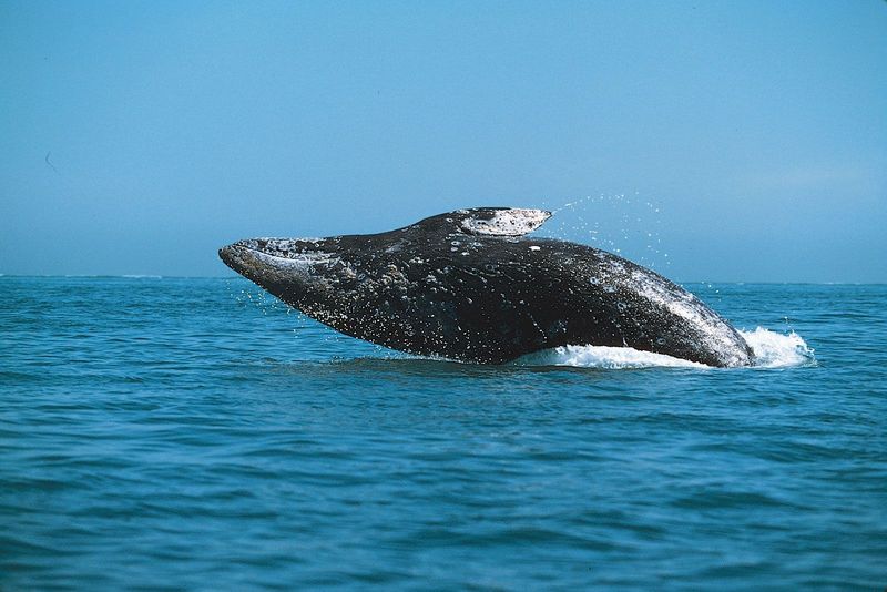 Gray Whale