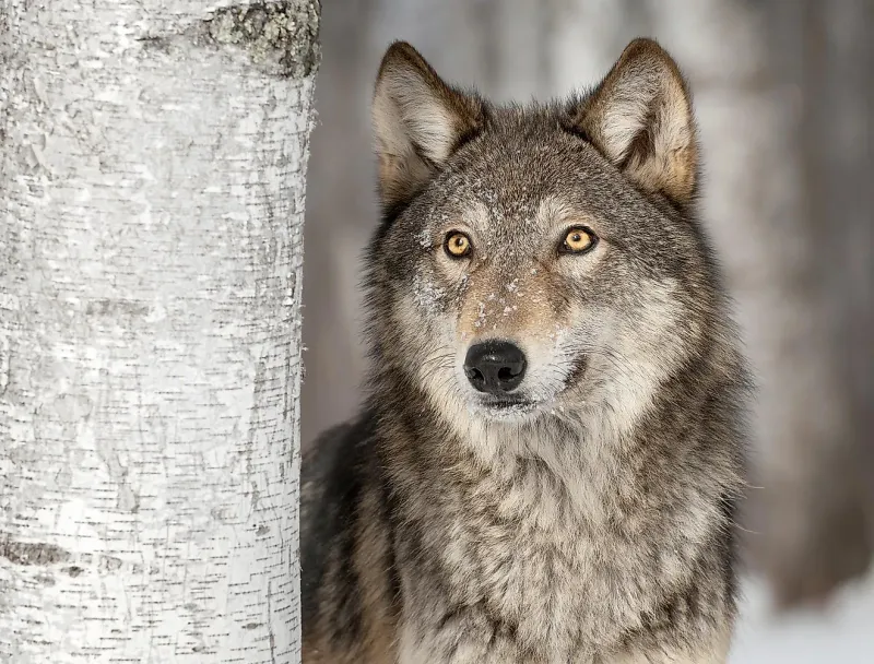 Gray Wolf