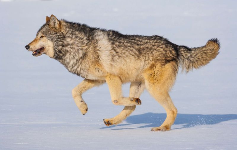 Gray Wolf