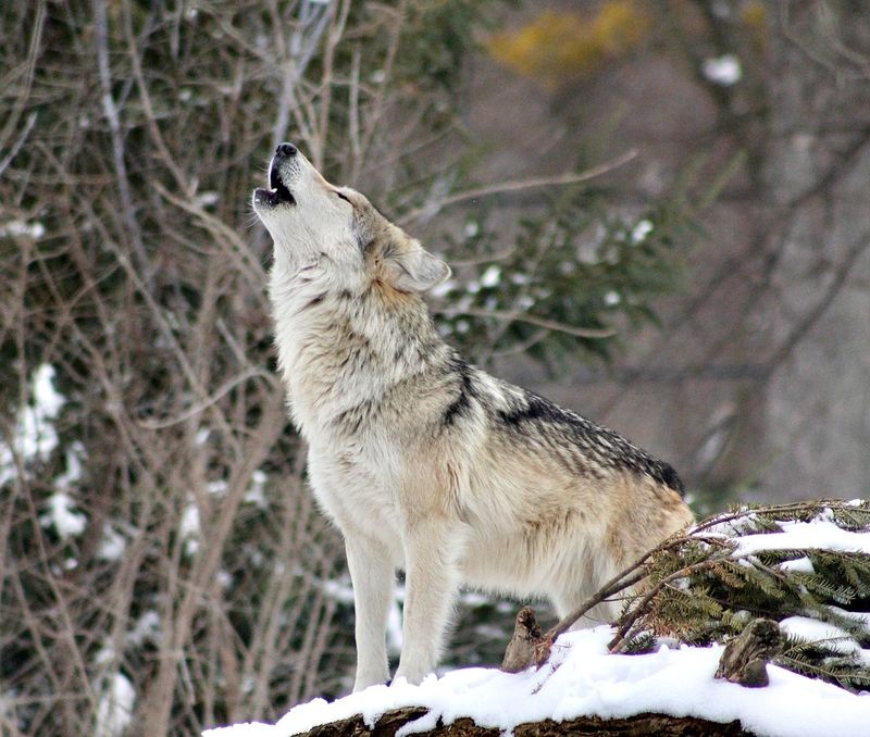 Gray Wolf