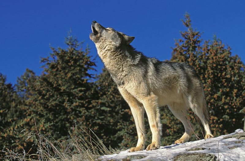 Gray Wolf