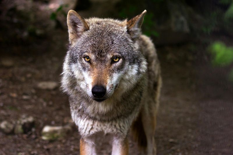 Gray Wolf