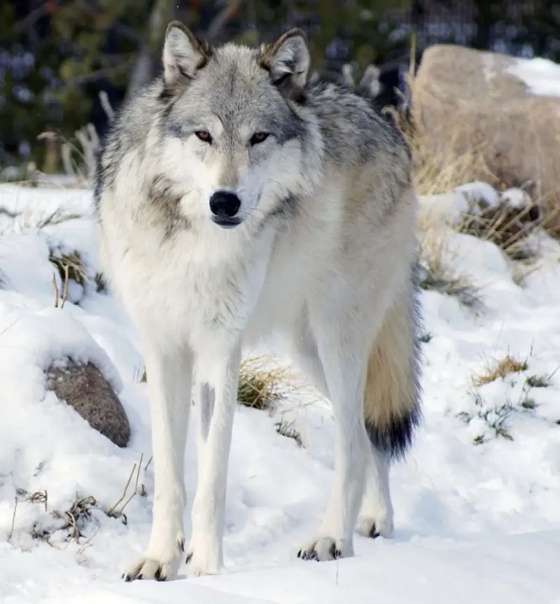 Gray Wolf