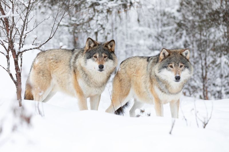 Gray Wolves