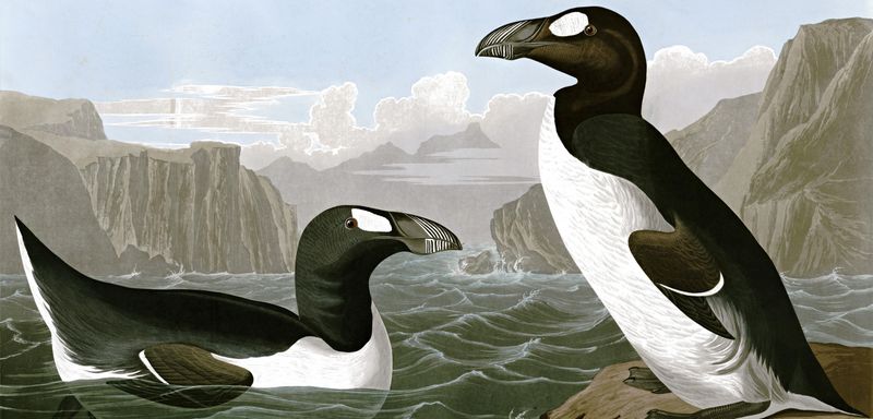 Great Auk