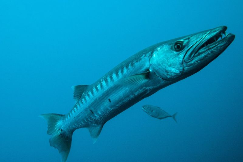 Great Barracuda