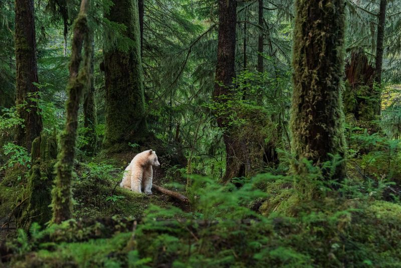 Great Bear Rainforest, British Columbia