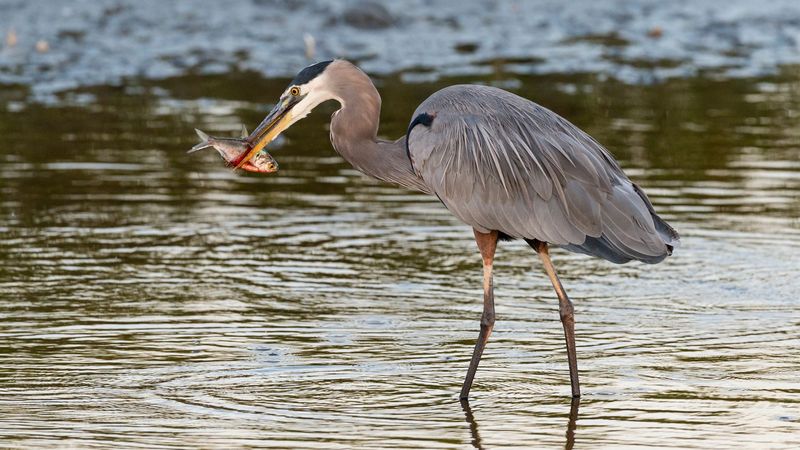 Great Blue Heron