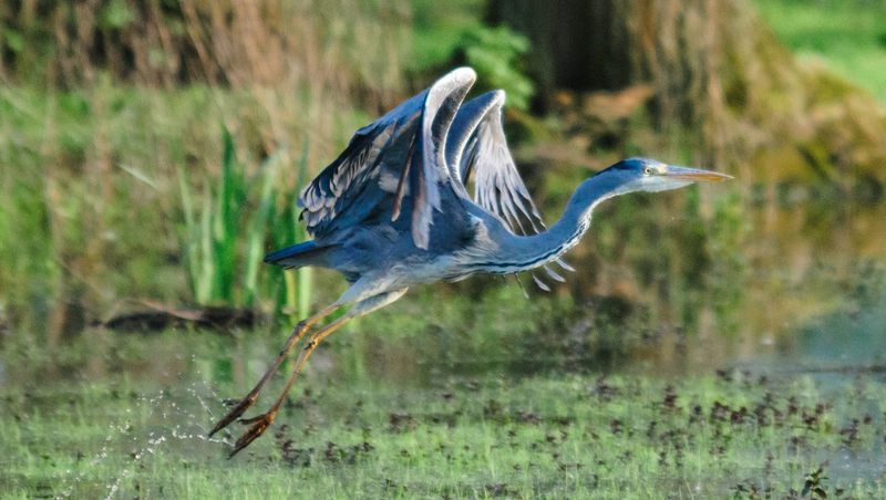 Great Blue Heron