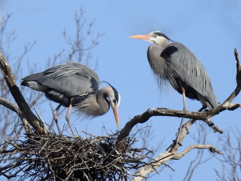 Great Blue Heron