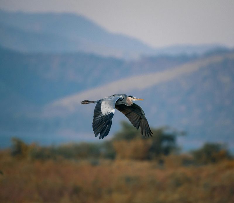 Great Blue Heron