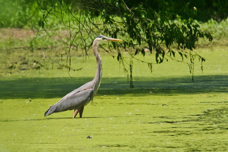 Great Blue Heron