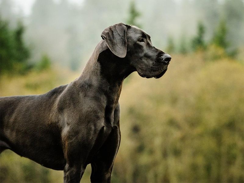 Great Dane