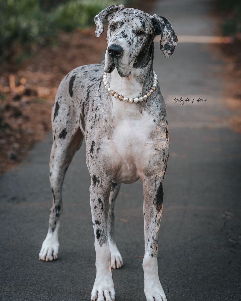 Great Dane