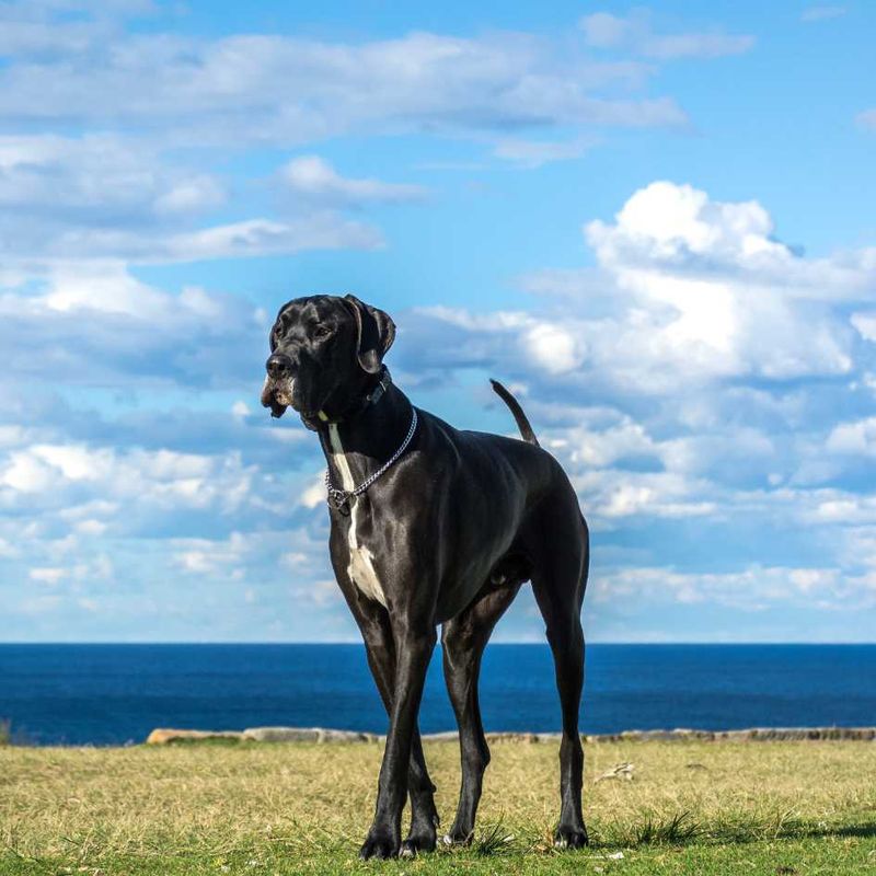 Great Dane