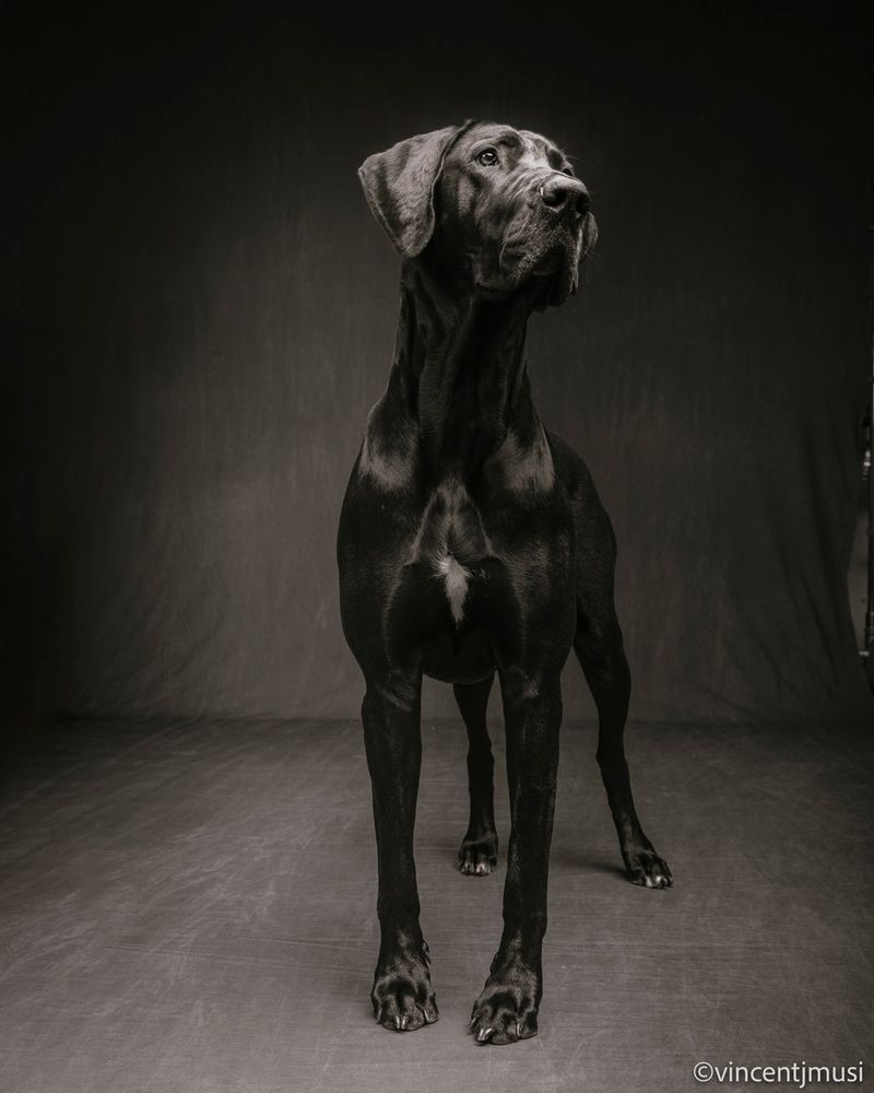 Great Dane