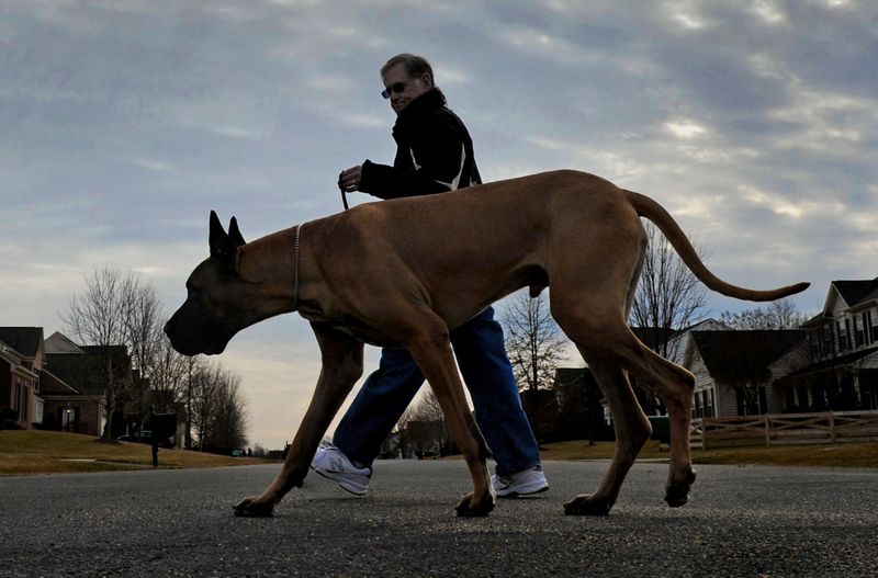 Great Dane