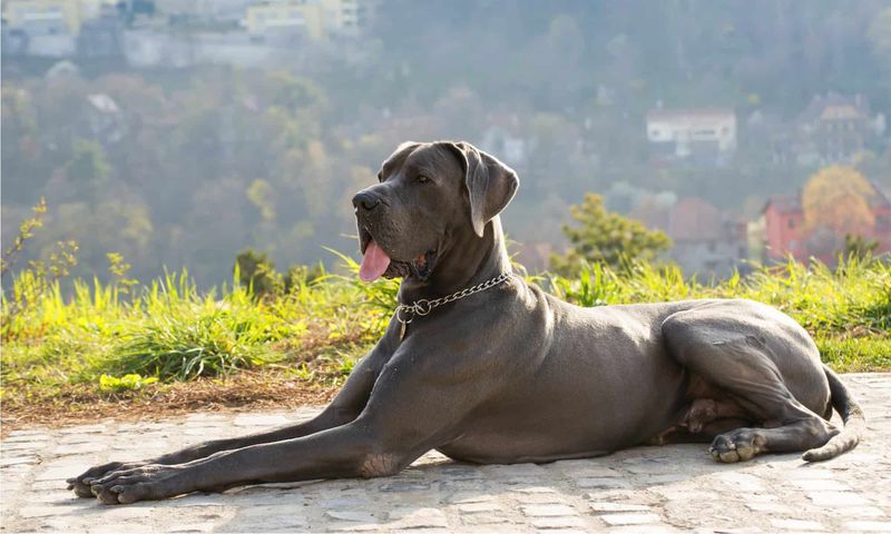 Great Dane