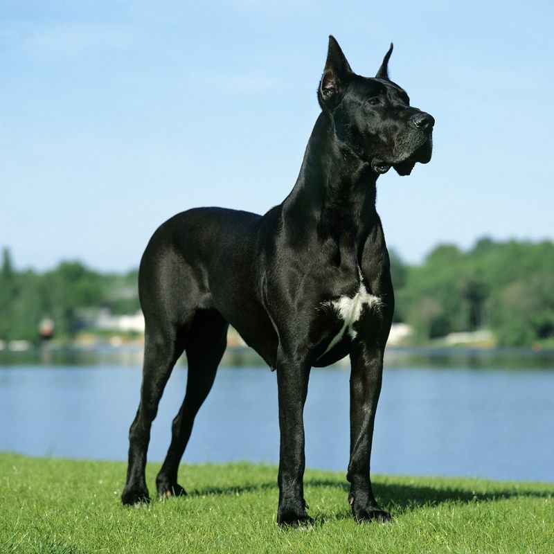 Great Dane