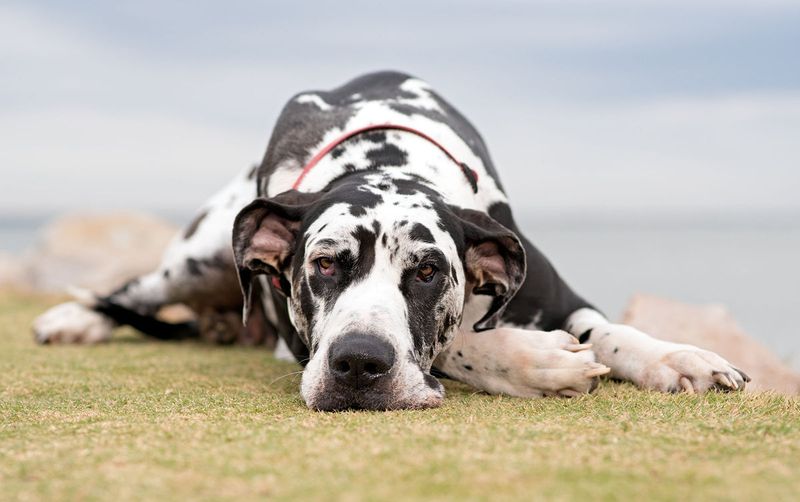 Great Dane