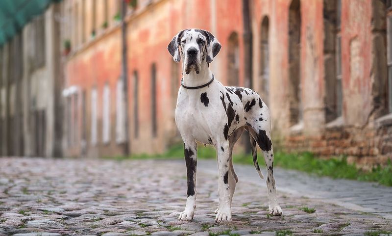 Great Dane