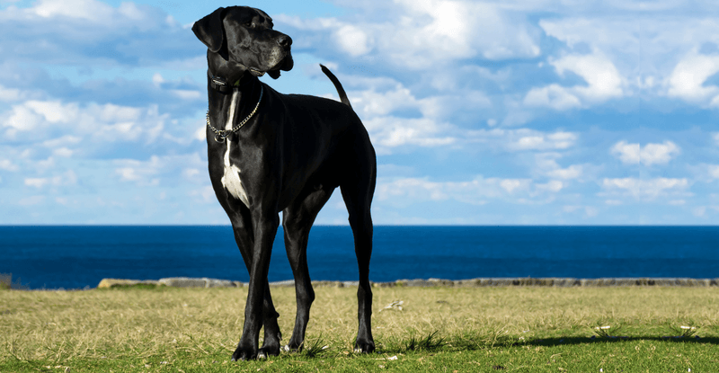 Great Dane