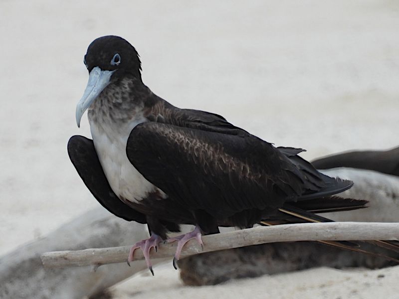 Great Frigatebird