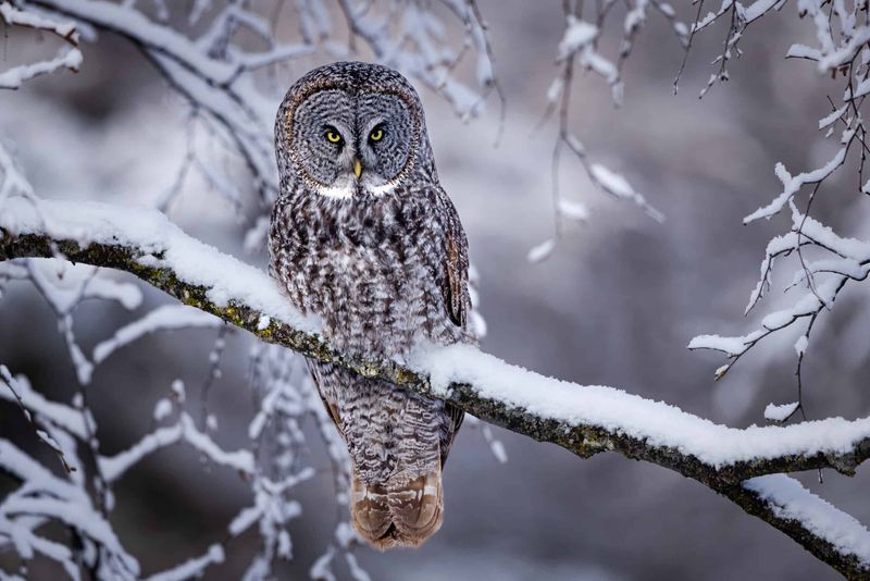 Great Gray Owl