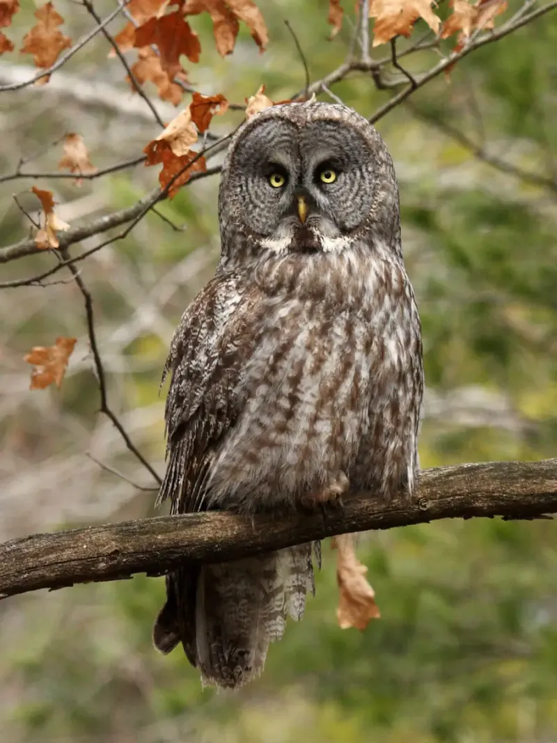 Great Gray Owl