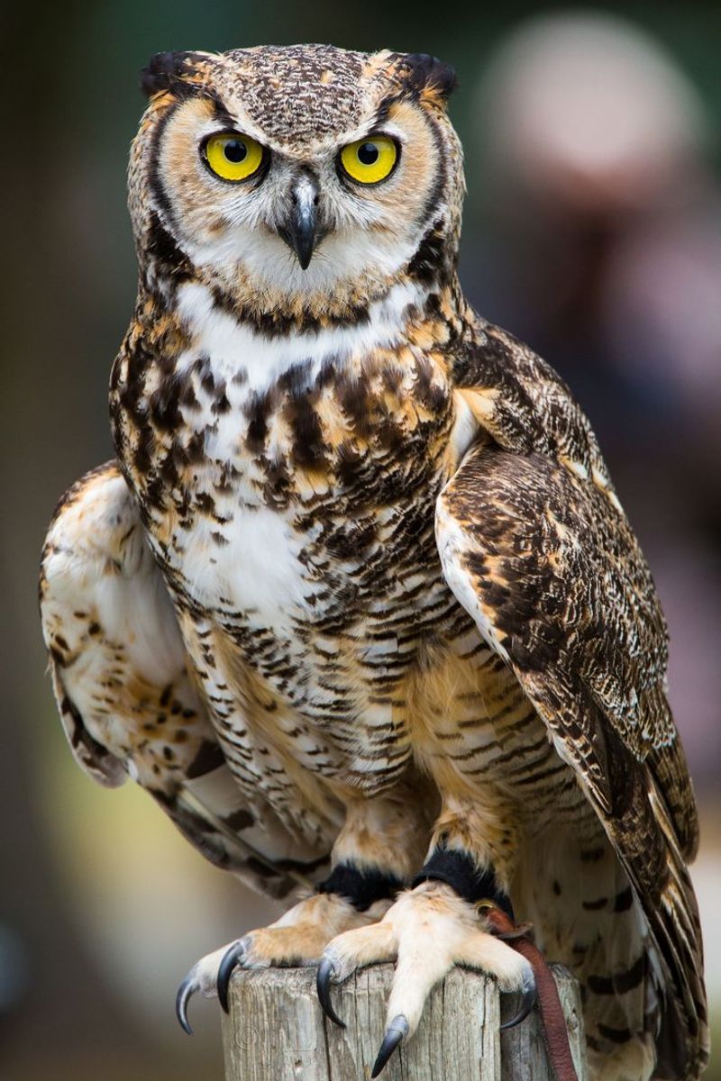 Great Horned Owl