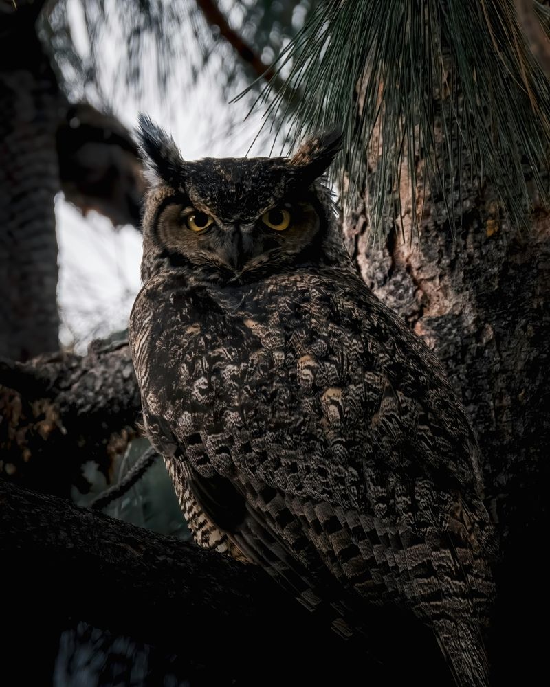 Great Horned Owl