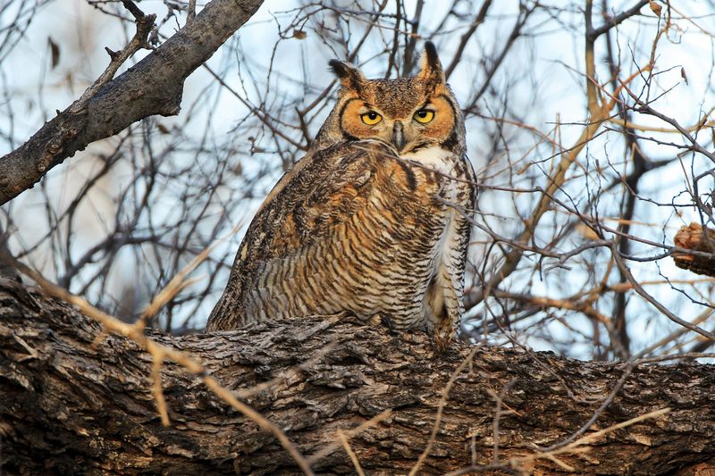 Great Horned Owl