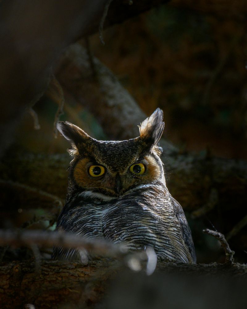 Great Horned Owl