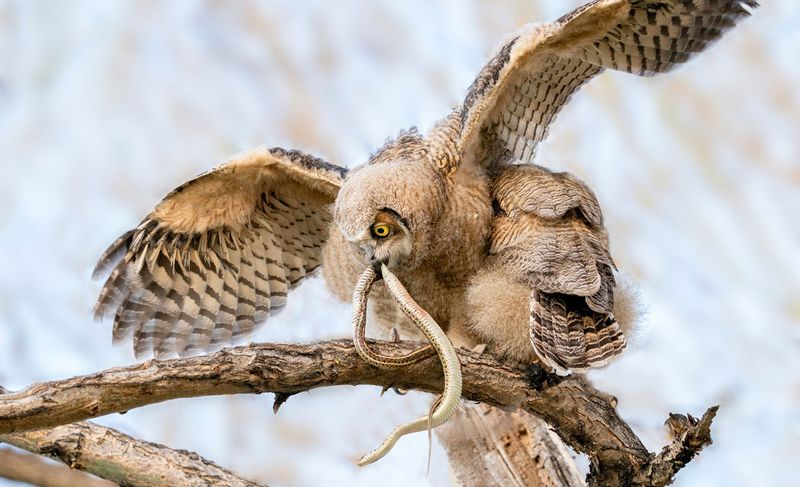 Great Horned Owl