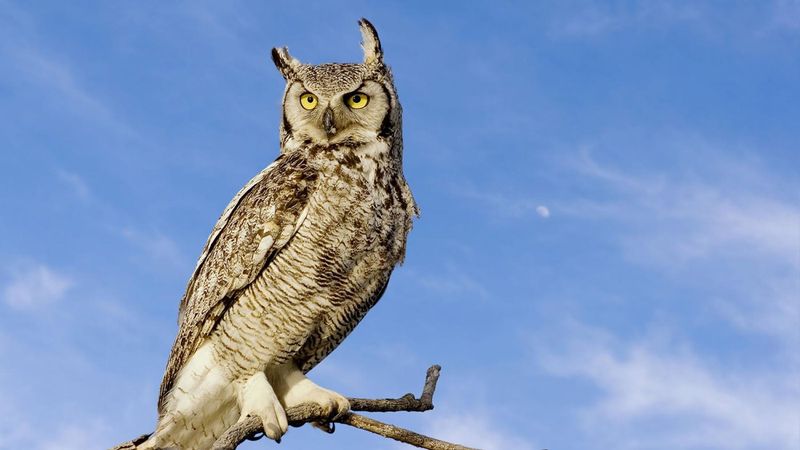 Great Horned Owl