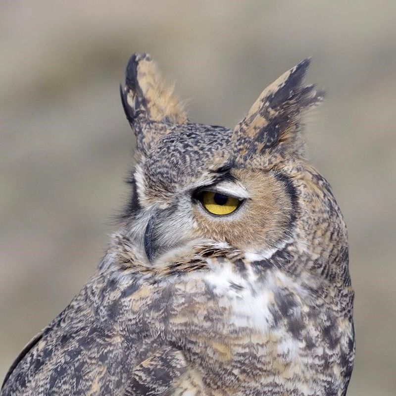 Great Horned Owl