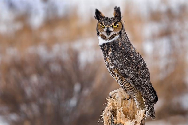 Great Horned Owl