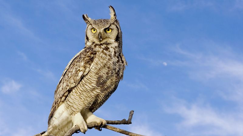 Great Horned Owl