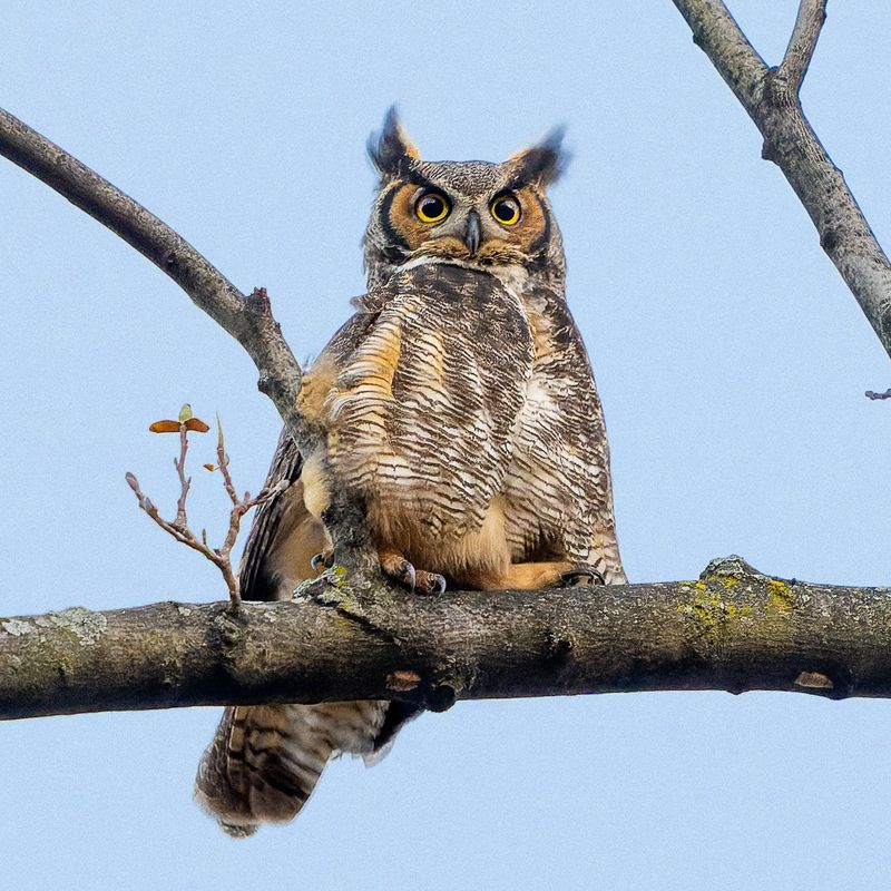 Great Horned Owl