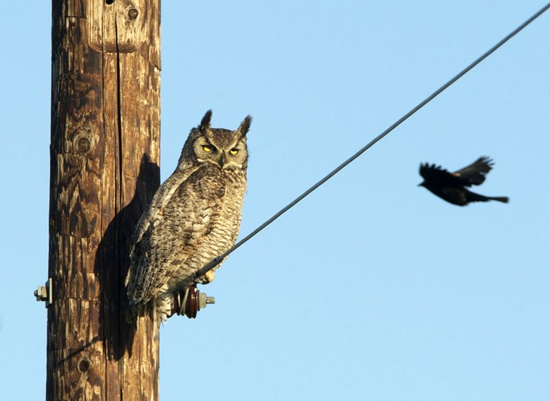 Great Horned Owls