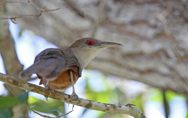 Great Lizard Cuckoo