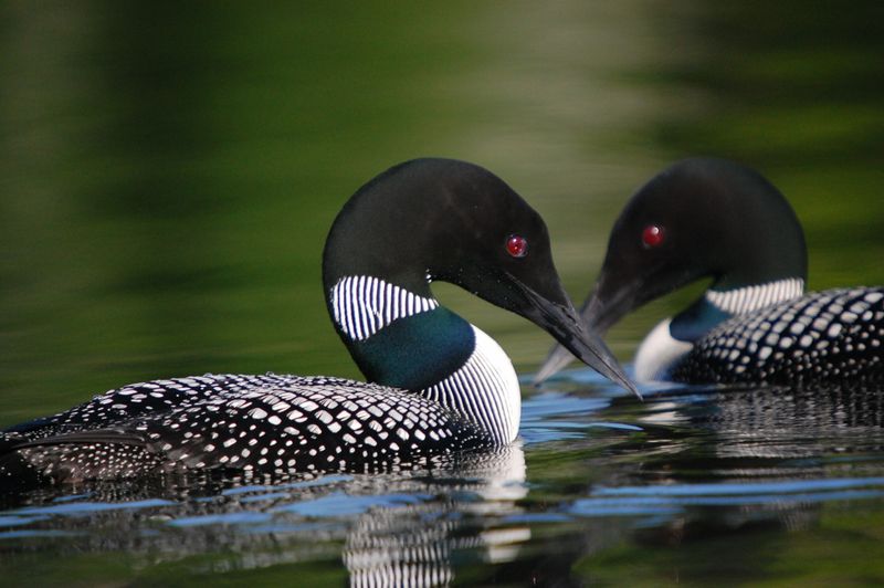 Great Northern Loon