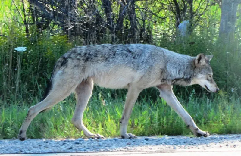 Great Plains Wolf