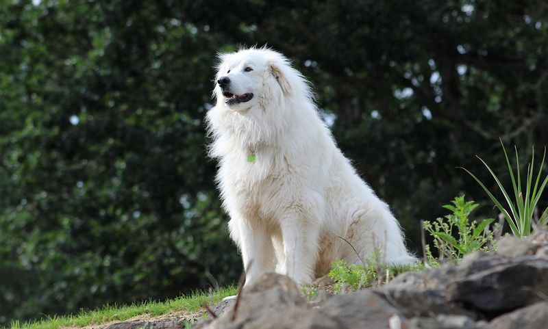 Great Pyrenees