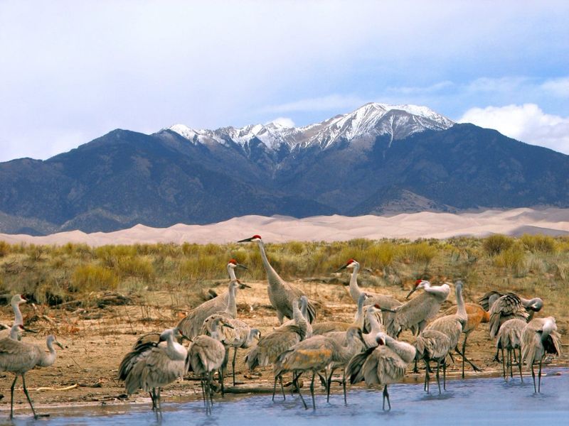 Great Sand Dunes National Park and Preserve